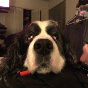 Meet your Posher, Sandy